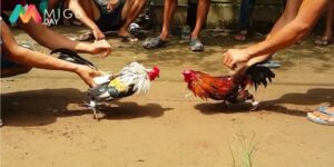 Tìm hiểu đá gà cựa sắt